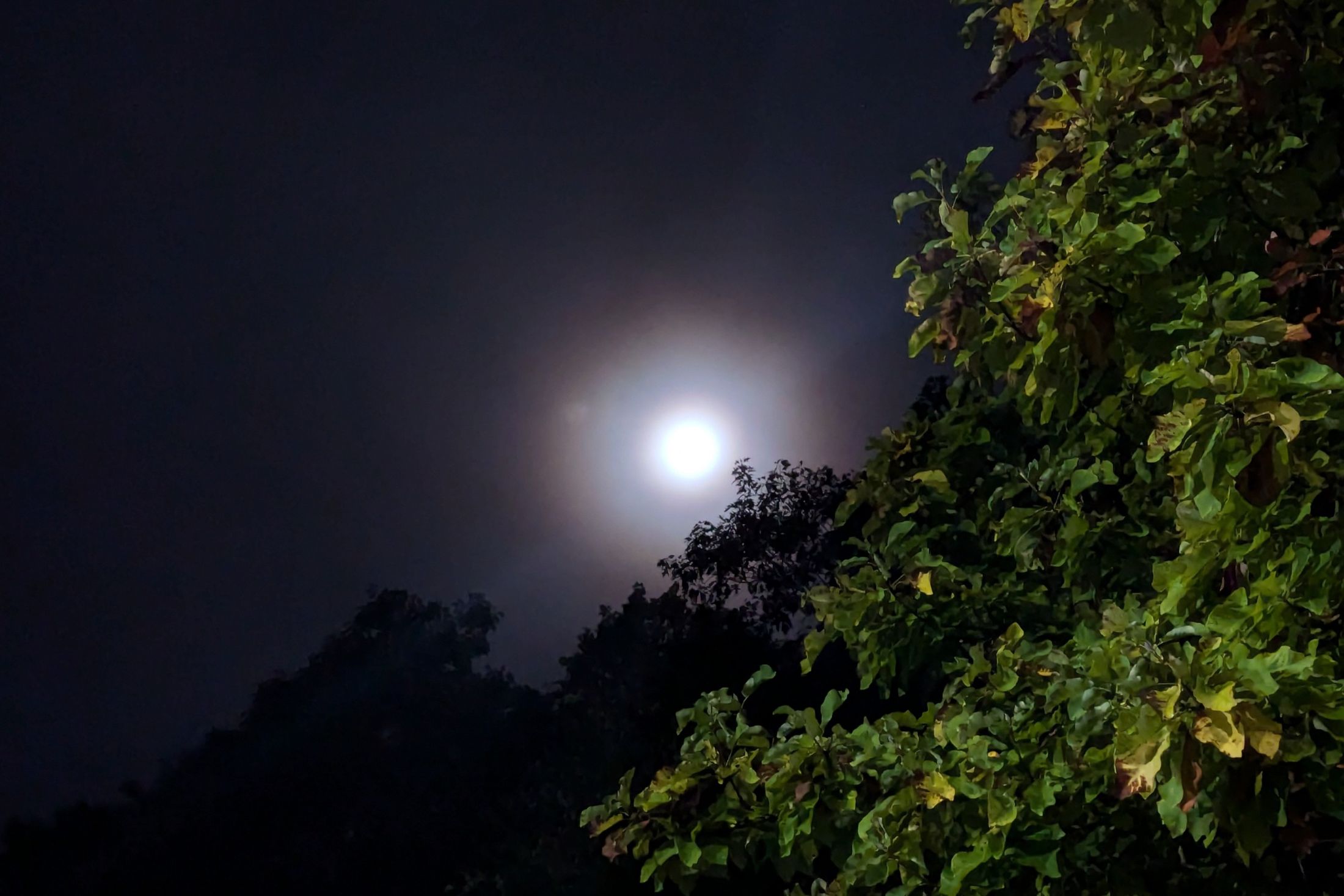 The moon behind thin cloud at night, with backlit leaves in the foreground.