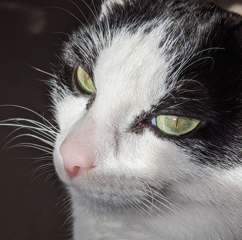 Owen, a black and white cat, in profile.